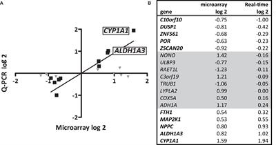 Streptococcus gallolyticus Increases Expression and Activity of Aryl Hydrocarbon Receptor-Dependent CYP1 Biotransformation Capacity in Colorectal Epithelial Cells